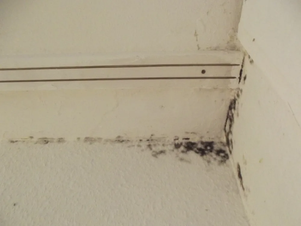 Technician in protective gear removing a mold-damaged wall in a Pegram home
